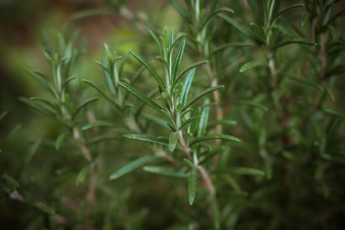 Discover the Power of Rosemary for Healthy Hair!