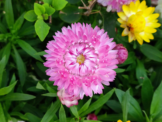 Helichrysum - The Golden Elixir for Perfect Hair!