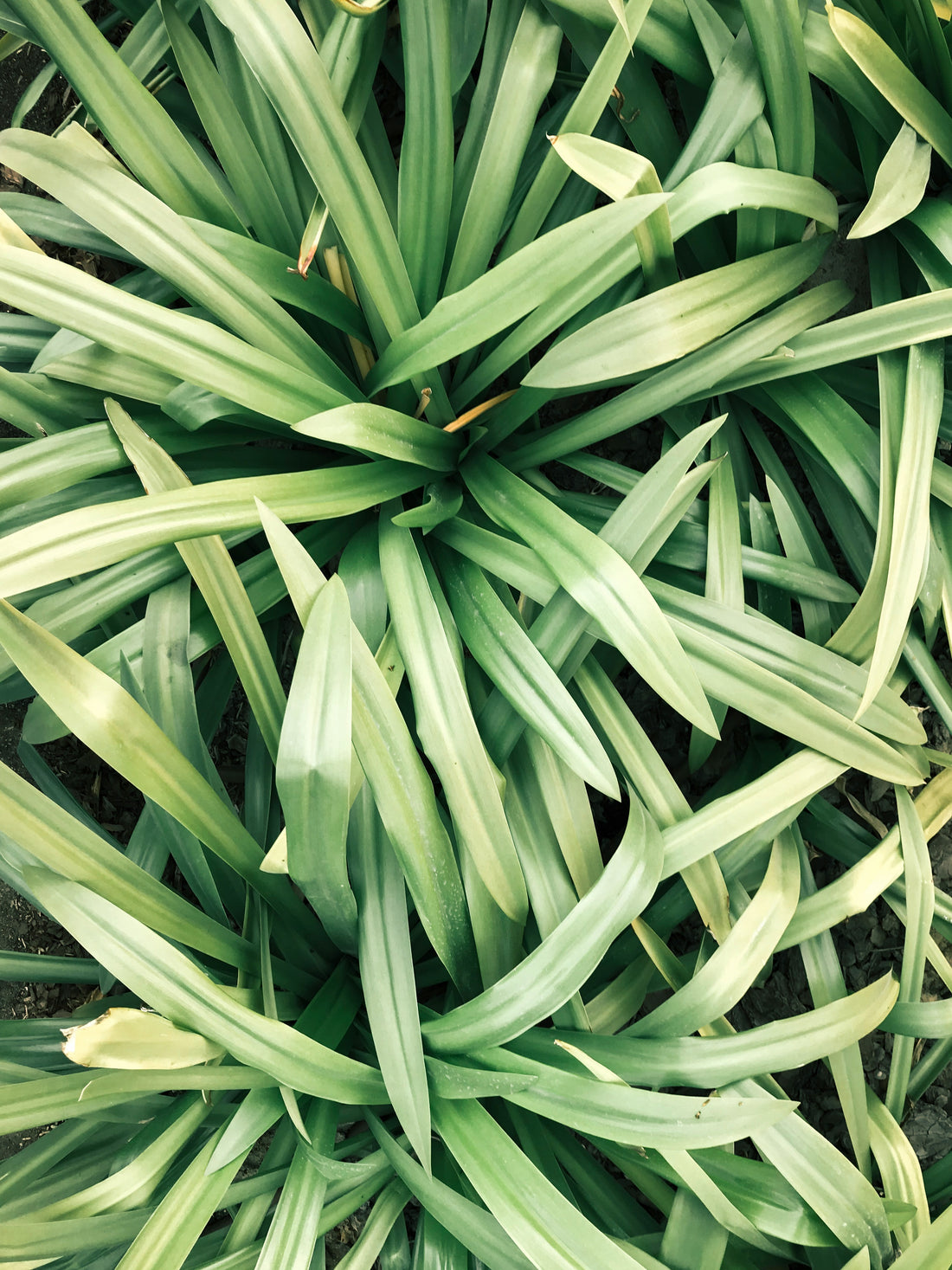 Unlock the Revitalizing Power of Lemongrass Oil for Your Scalp!