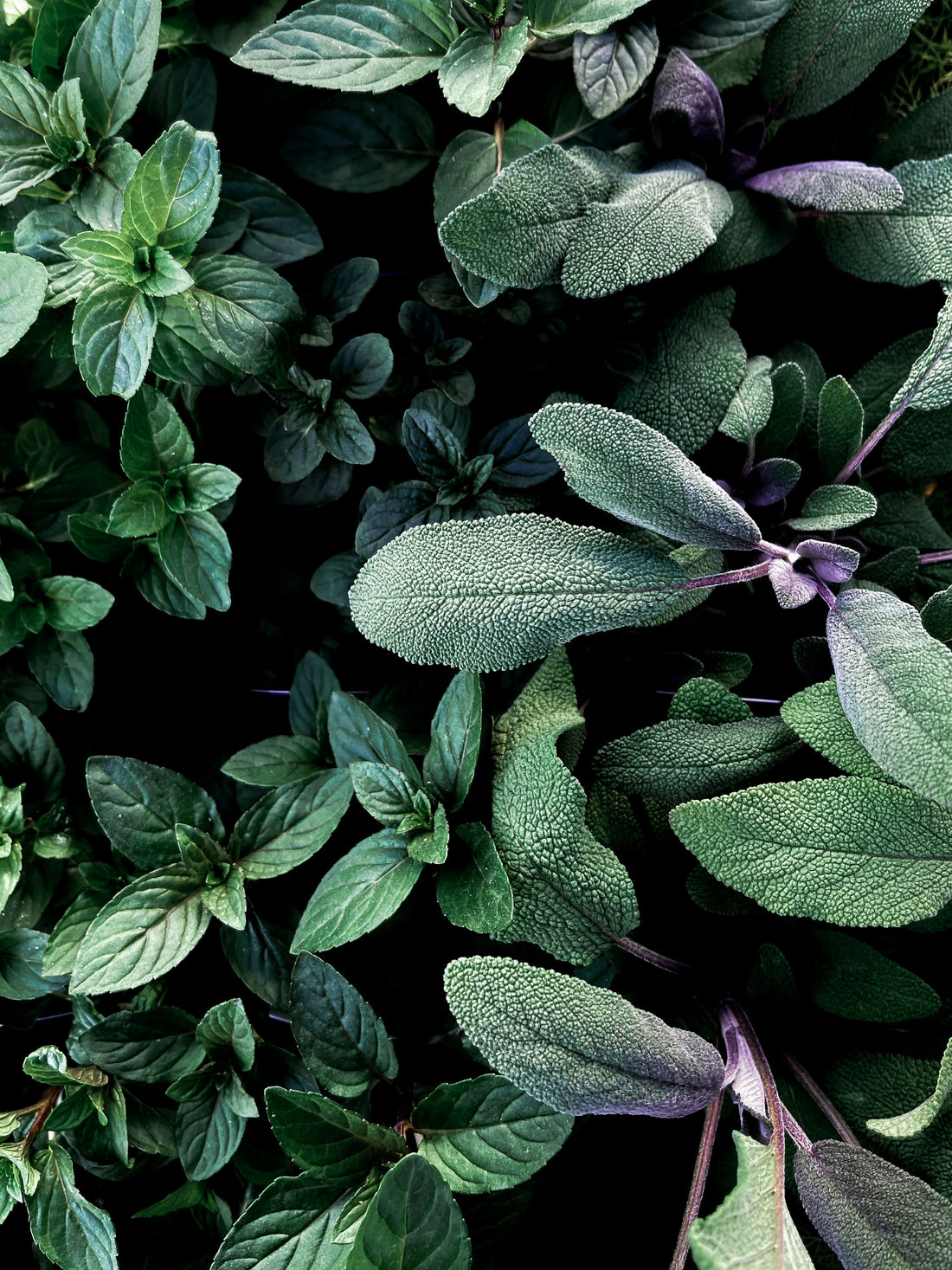 Uncovering the Benefits of Clary Sage for Your Scalp