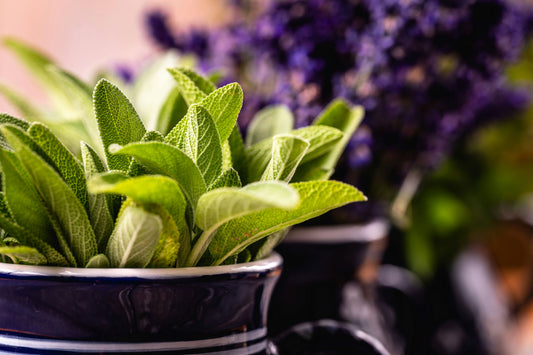 Revitalize Your Scalp and Hair with Sage: A Natural Solution for Dandruff and Damage