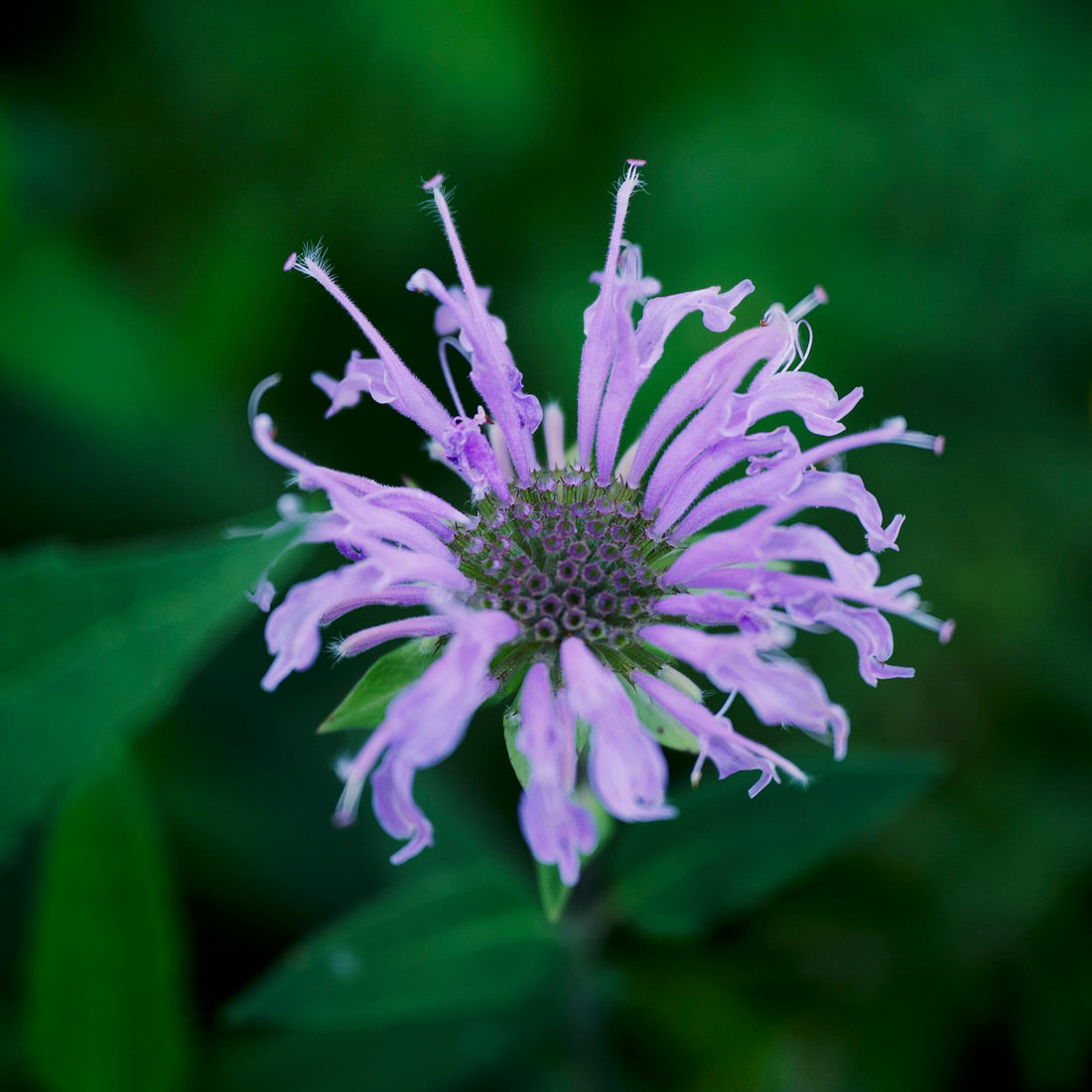 Transform Your Scalp with Bergamot!