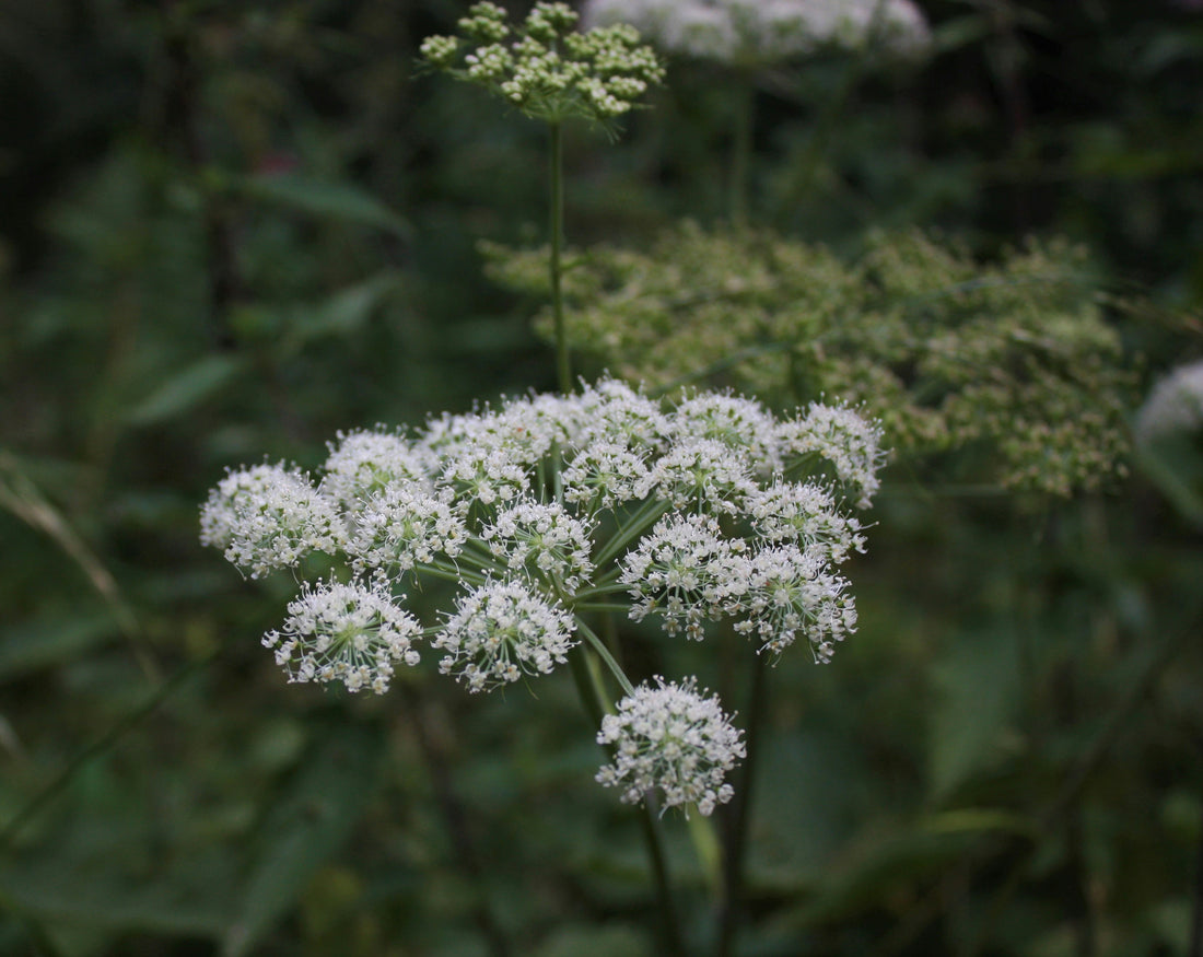 Angelica Root: A Natural Remedy for Dry Scalp