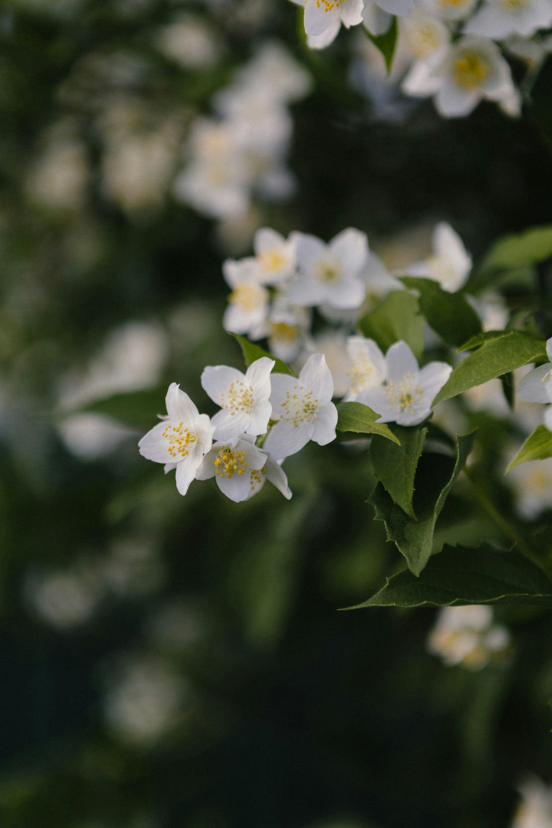 Unlock the Shine but lock the Moisture with Jasmine Oil!