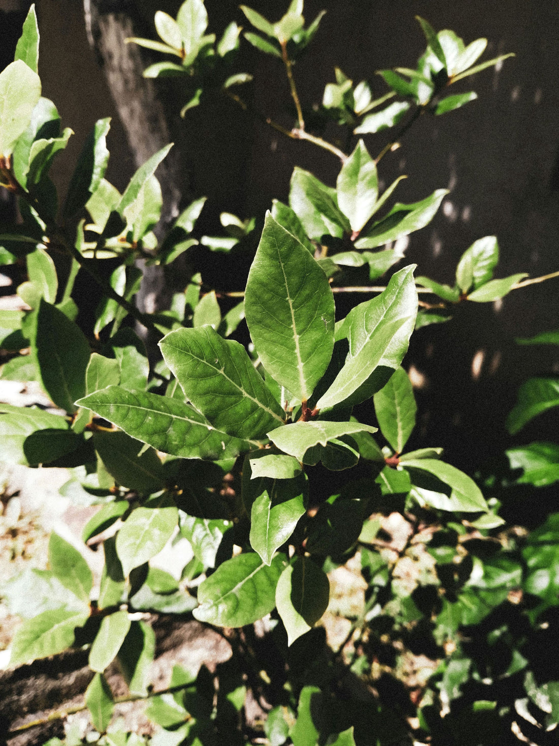 Bay Laurel: Your Natural Solution for Hair Loss!