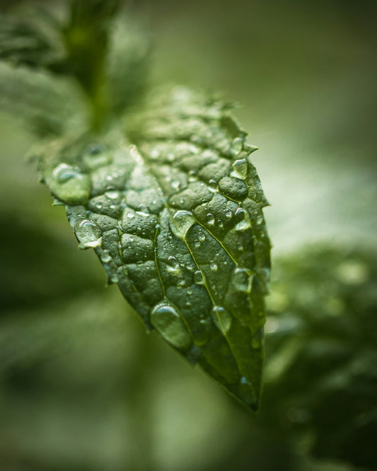 Peppermint Oil vs. Synthetic Scalp Treatments