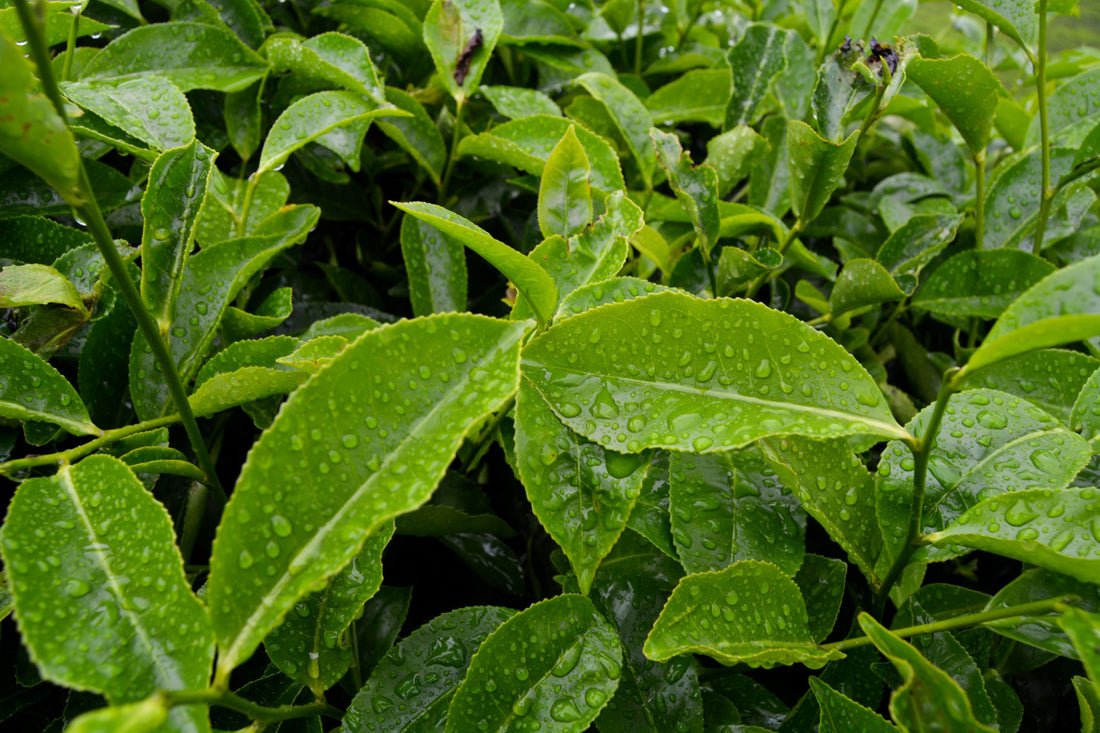 Transform Your Hair with Tea Tree Oil!