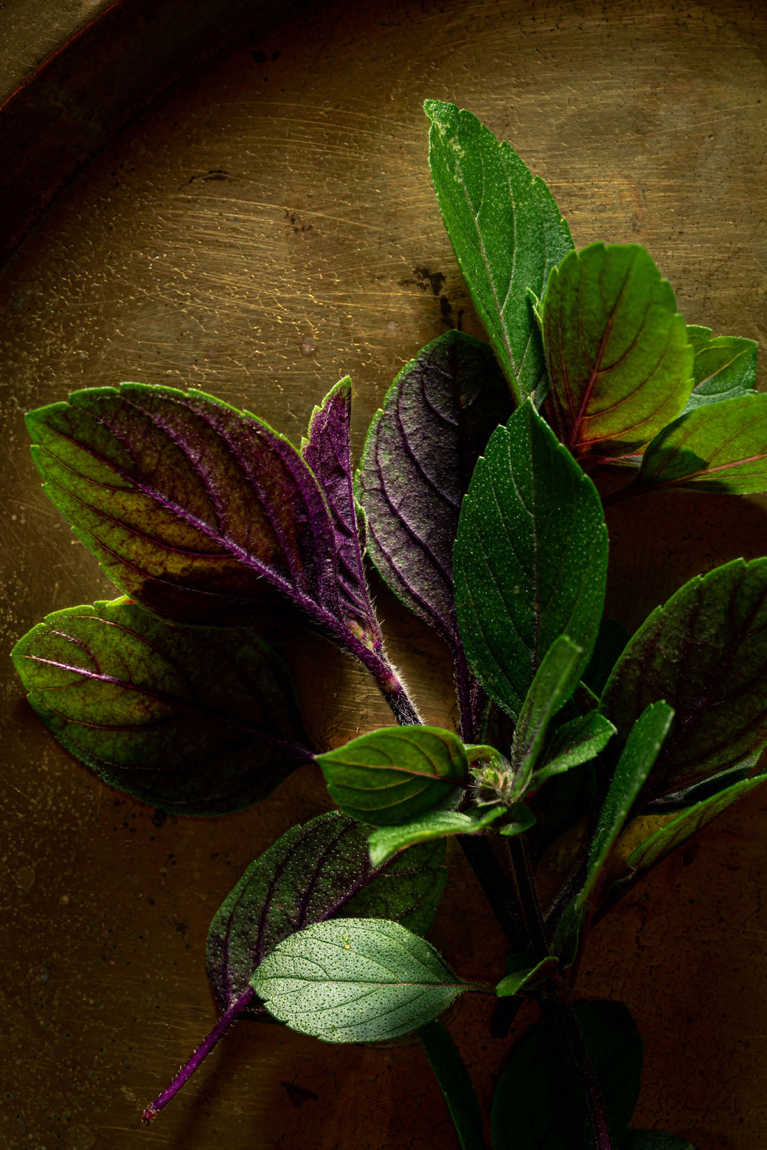 Basil Bless