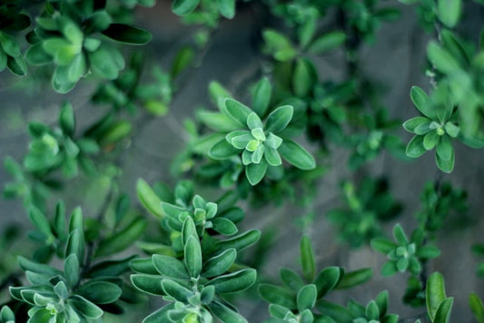 Thyme for Hair Growth