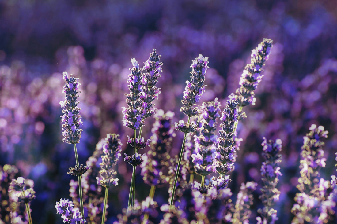 Say Goodbye to Oily Scalp with Lavender