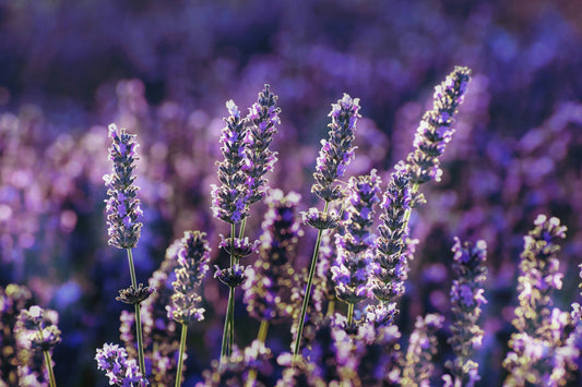 Say Goodbye to Oily Scalp with Lavender