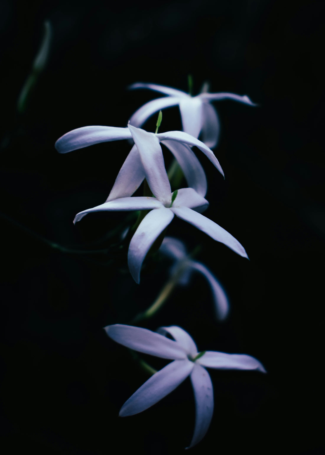 Rejuvenate Your Scalp with Jasmine Oil!