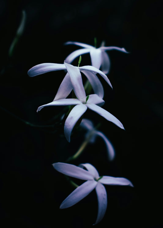 Rejuvenate Your Scalp with Jasmine Oil!