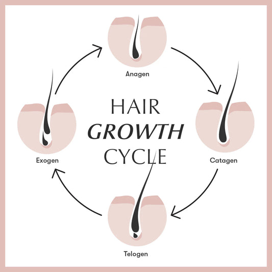Understanding Hair Growth – The Hair Growth Cycle and the Role of LLLT