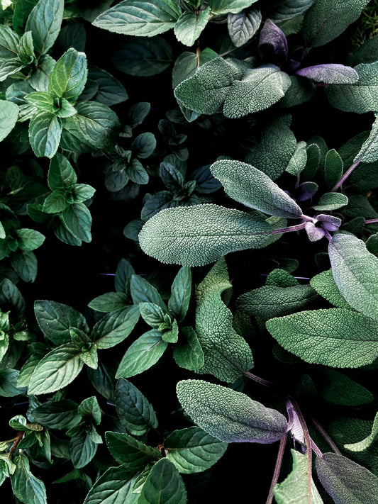Uncovering the Benefits of Clary Sage for Your Scalp