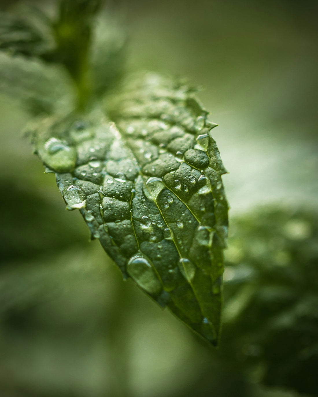 Peppermint Oil vs. Synthetic Scalp Treatments
