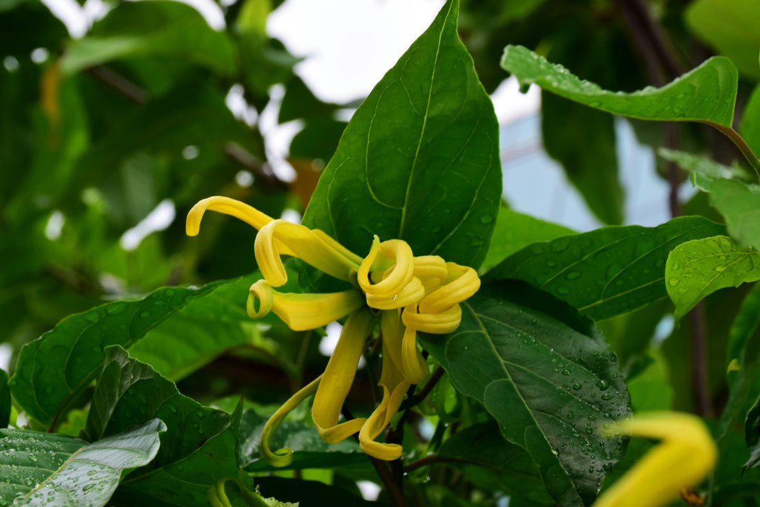 Discover Cananga for Oily Scalp Treatment