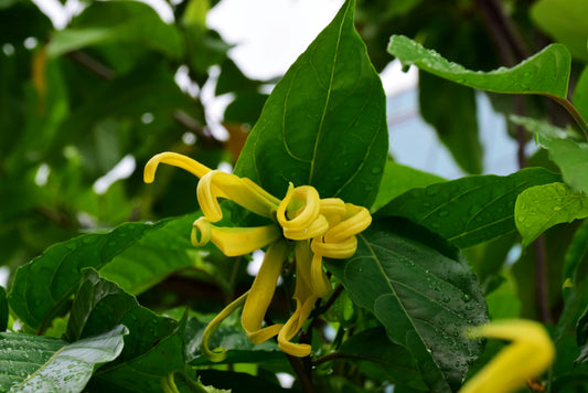 Discover Cananga for Oily Scalp Treatment