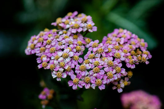 Unveil the Healing Power of Yarrow for Scalp Treatment!